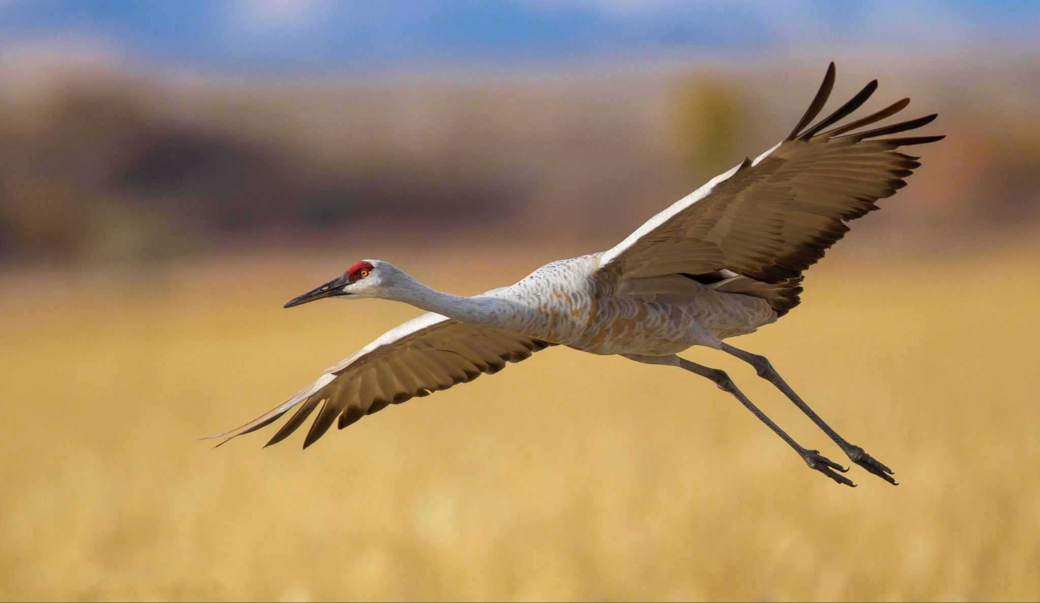 Conservation Milestone In Colorado’s San Luis Valley - Western Rivers 